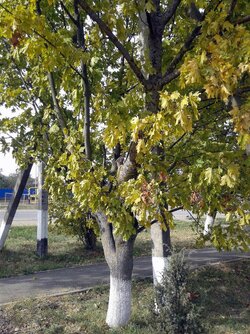 осень дерево кажется клен.jpg