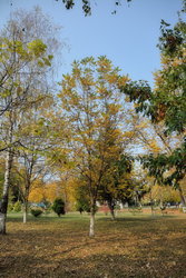 Осень в парке Победы (Белореченск) (6).jpg