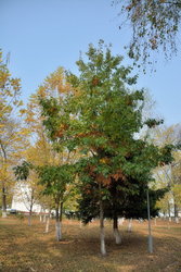 Осень в парке Победы (Белореченск) (7).jpg