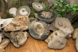 Сад камней (3).jpg