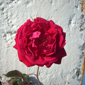 чайная роза.JPG