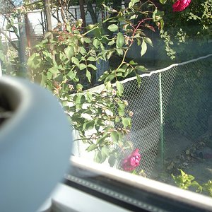 А из нашего окна роза чайная видна !.jpg