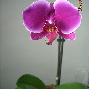 моя орхидейка.JPG