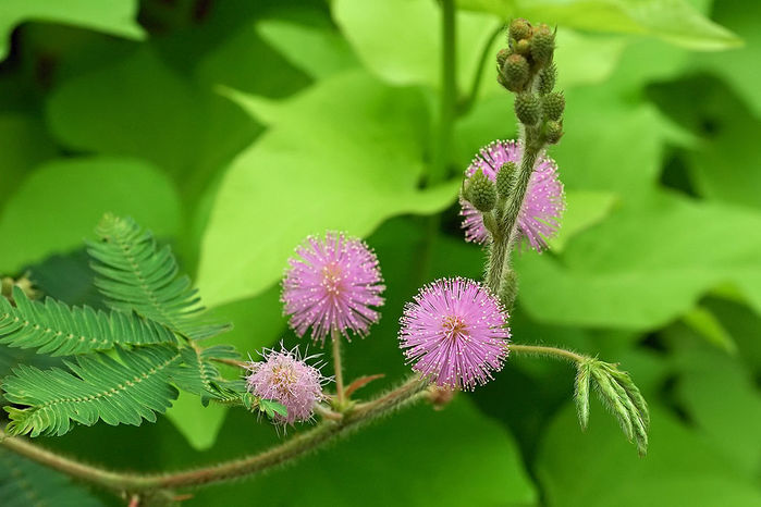 128967820_2222299_1024pxMimosa_pudica_2.jpg