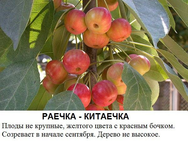 133_raechka-kitaechka.jpg